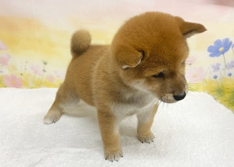 初めてのシャンプーが終わってピカピカに！ | 柴犬 （06-333） - 横浜 大倉山店