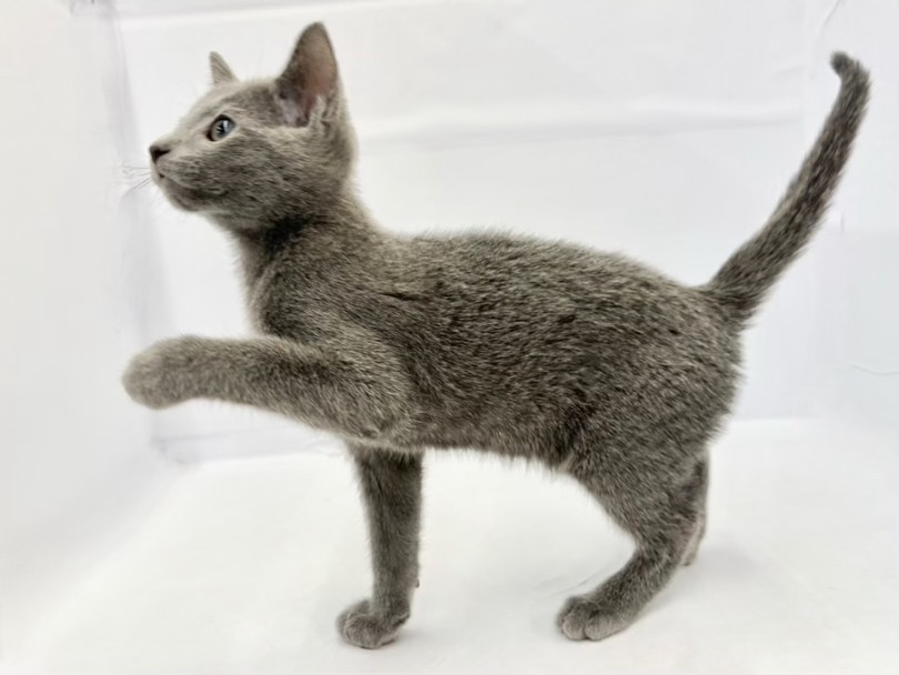 スマート体型維持のカギは全身運動 | ロシアンブルー (10-181) - 東日暮里店