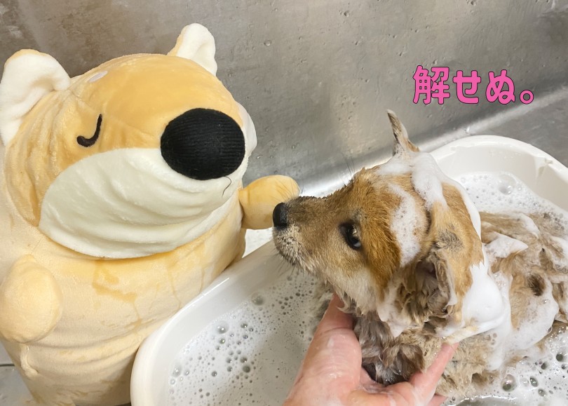 初めてのシャンプー | 柴犬 （06-333） - 横浜 大倉山店
