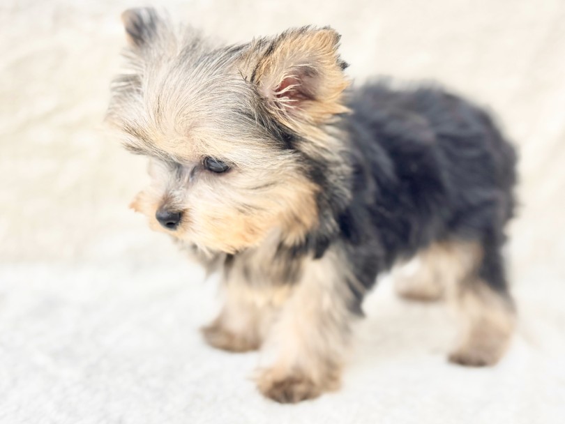 小柄なのに、とっても元気いっぱいフレンドリー | ヨークシャーテリア （05-190） - 本羽田店