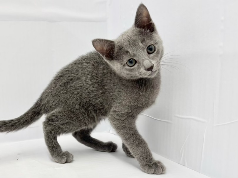 ボイスレスキャットも子猫の頃はお喋りさん | ロシアンブルー (10-181) - 東日暮里店