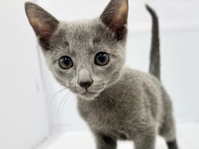 ボディのブルーに映える碧眼への成長 | ロシアンブルー (10-181) - 東日暮里店