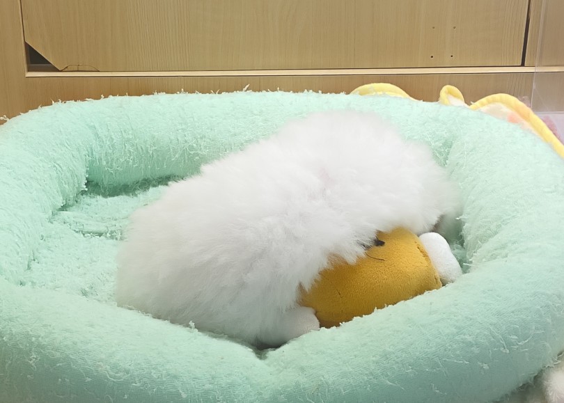 ニコニコしている姿を見て心がほっこり♪ | ビションフリーゼ （06-327） - 横浜 大倉山店