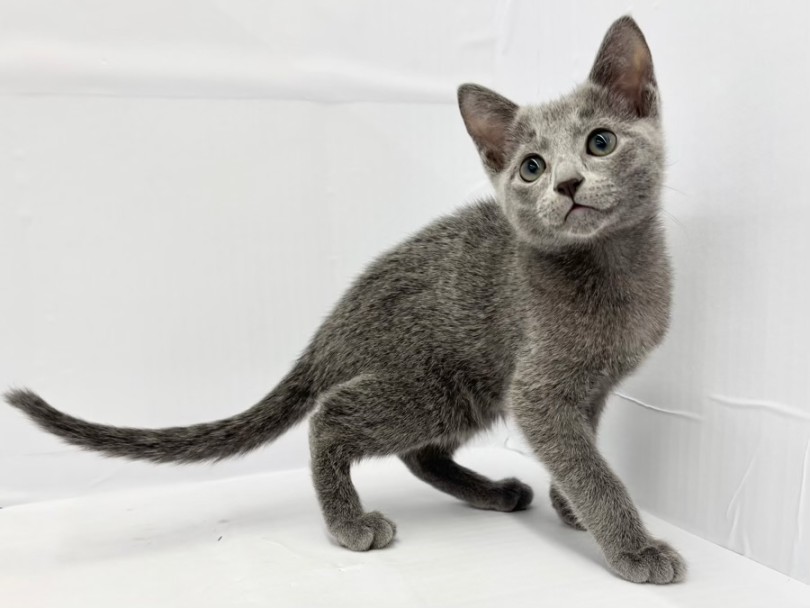 ご来店をお待ちしております! | ロシアンブルー (10-181) - 東日暮里店