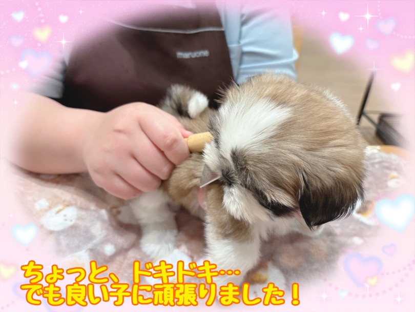 抱っこしながらのブラッシングも簡単！ | シーズー （21-285） - 鶴ヶ島店