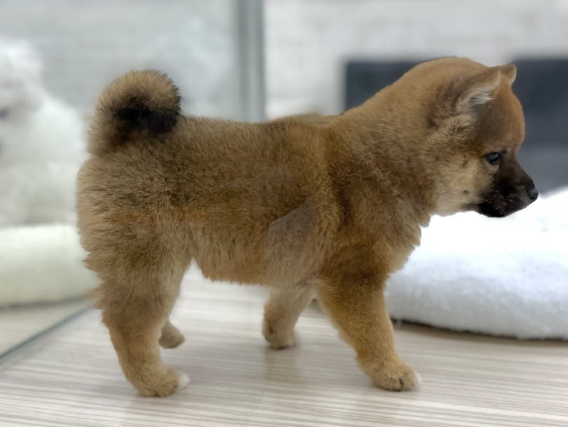 健康管理も容易な理想的な家族犬 | 豆柴 （07-225） - 横浜 鶴見店