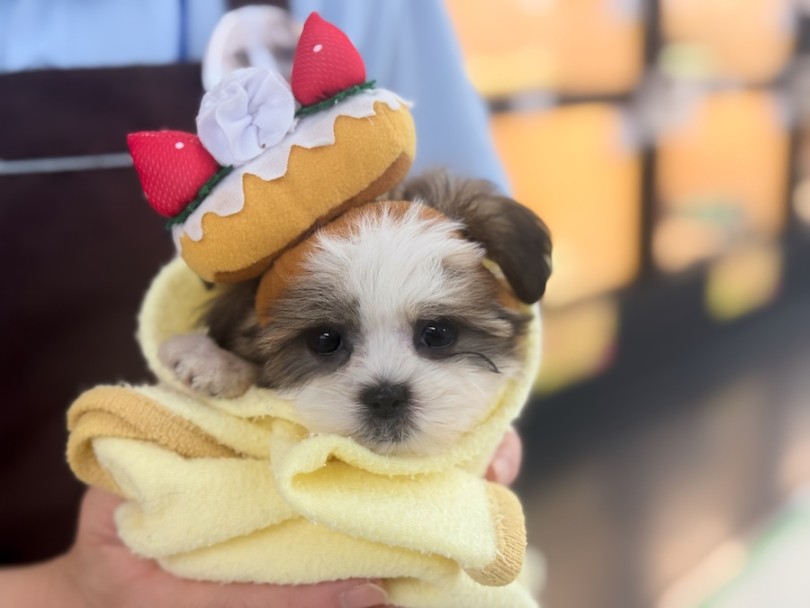 クリスマスおめかし♡ | MIX犬 マルシーズー （16-286） - 横浜 今宿店