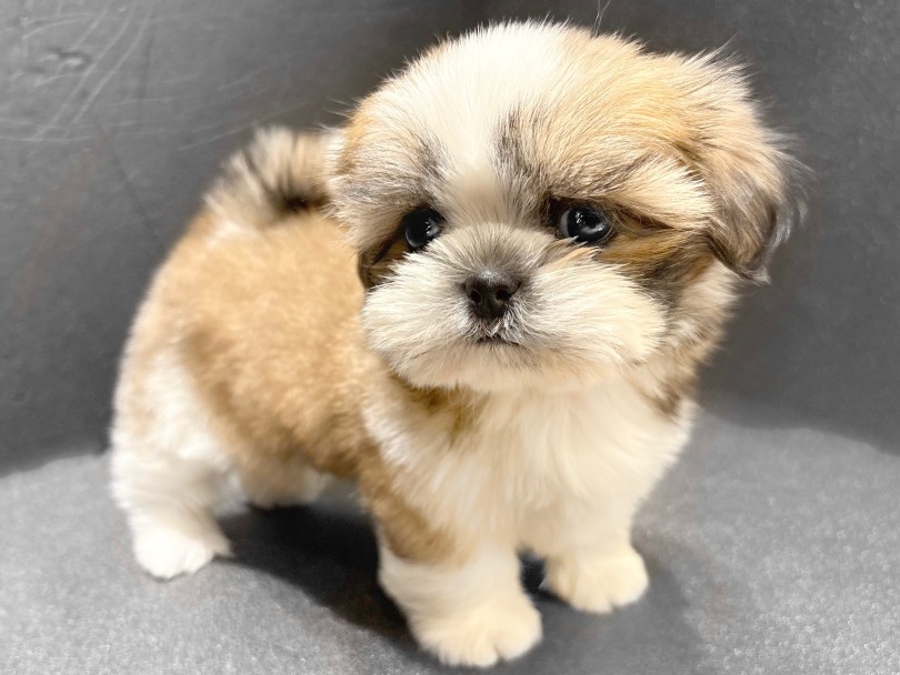 圧倒的なビジュアルの良さ！< | シーズー （21-285） - 鶴ヶ島店