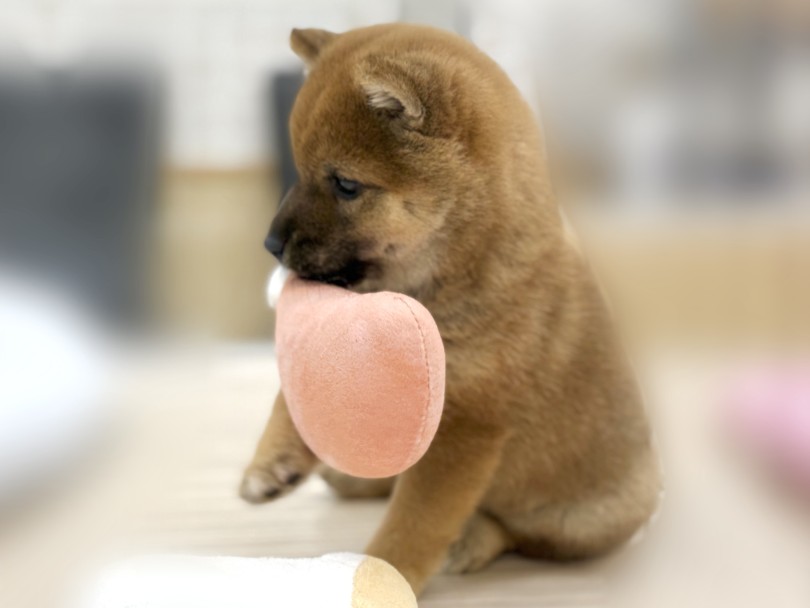 遊んでほしい！と全身でアピールする愛嬌たっぷりな性格！ | 豆柴 （07-225） - 横浜 鶴見店