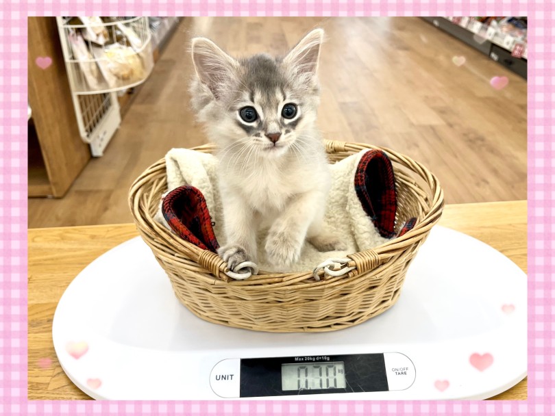 体型はスリムな筋肉質タイプです | ソマリ (14-232) - 城山店