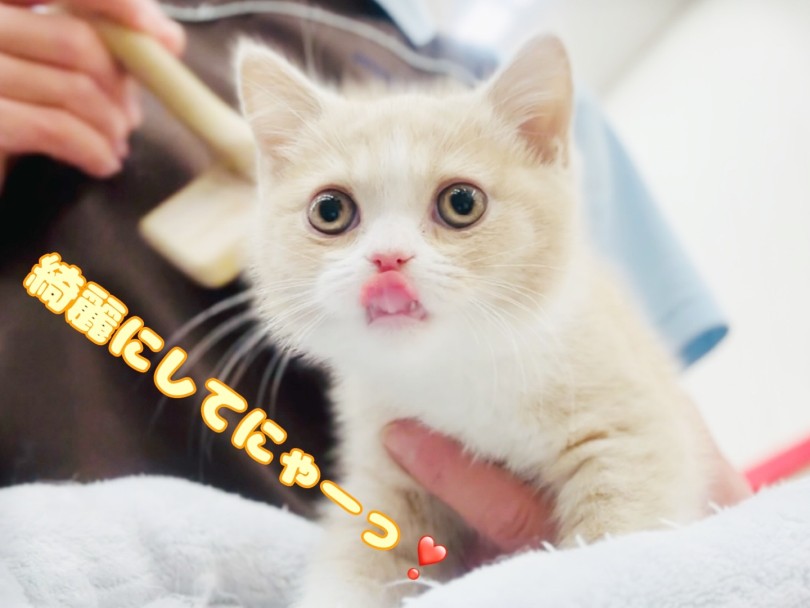 週に1〜2回のブラッシングで十分 | ブリティッシュショートヘア (20-289) - 北戸田店