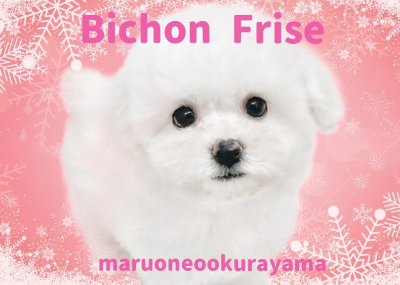 【 ビションフリーゼ 】 陽キャパワー全開のピュアホワイトのプリンセス!