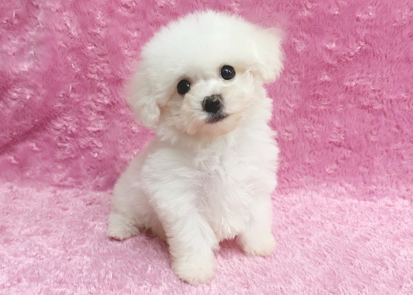 ビションフリーゼの理想的なお顔立ち | ビションフリーゼ （06-327） - 横浜 大倉山店