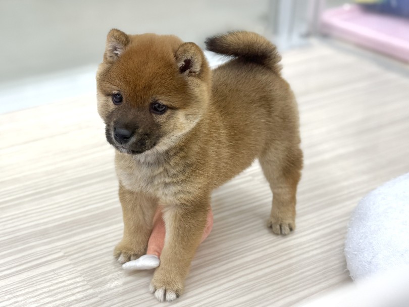 むっちりとした体型がとても愛らしい！ | 豆柴 （07-225） - 横浜 鶴見店