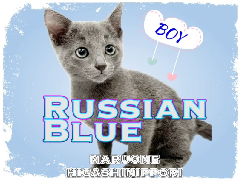 【 ロシアンブルー 】爽やか系ロシアンスマイルを持つボイスレスキャットが登場!
