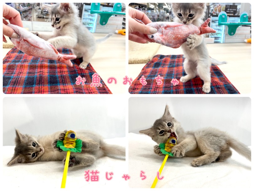 おもちゃを見ると大興奮! | ソマリ (14-232) - 城山店