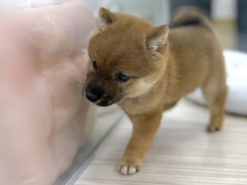 オンオフの切り替えも自然にできる | 豆柴 （07-225） - 横浜 鶴見店