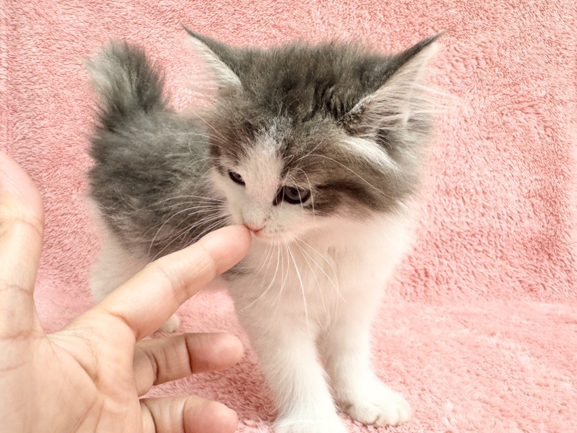 鼻チュウトレーニング♪ | ノルウェージャンフォレストキャット （06-344） - 横浜 大倉山店