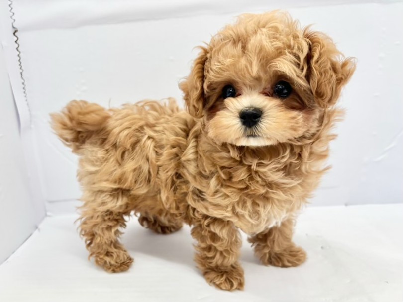 お迎えに不安がある方は、一度スタッフにご相談ください | MIX犬 （10-187） - 東日暮里店