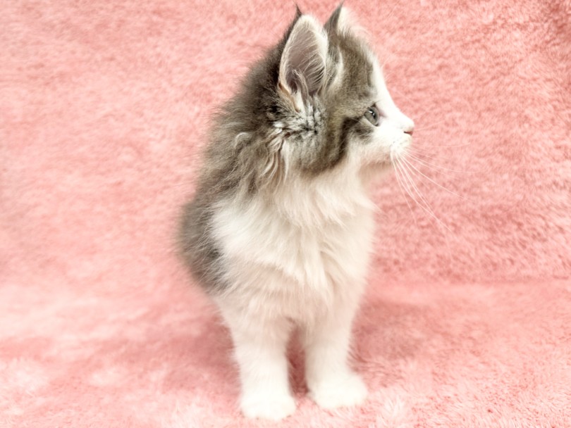 スッと伸びる鼻筋が魅力的！ | ノルウェージャンフォレストキャット （06-344） - 横浜 大倉山店