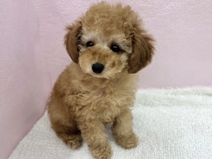 優しい雰囲気が漂うアプリコットカラー | トイ・プードル （09-322） - 板橋 志村坂下店