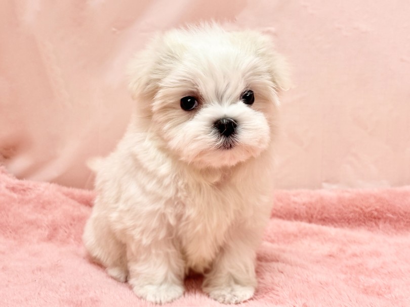 ずっと幼さが残るお顔立ち | マルチーズ （06&minus;340） - 横浜 大倉山店