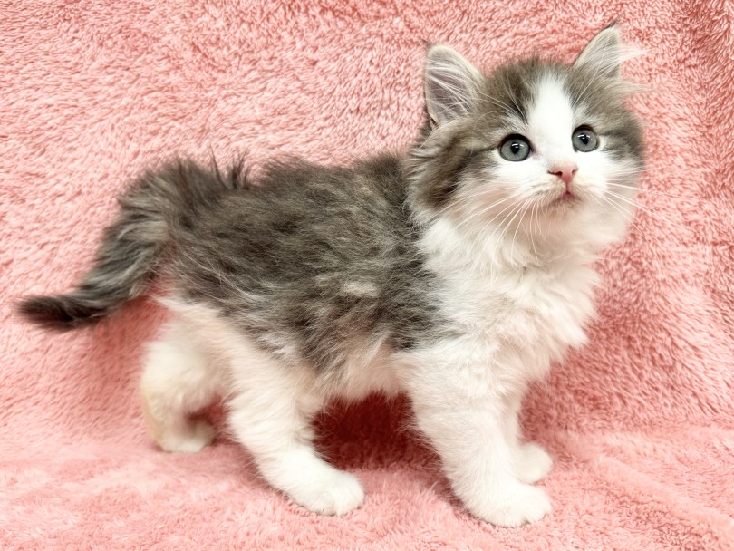 お店に来た初日、1/27の体重測定は770g | ノルウェージャンフォレストキャット （06-344） - 横浜 大倉山店