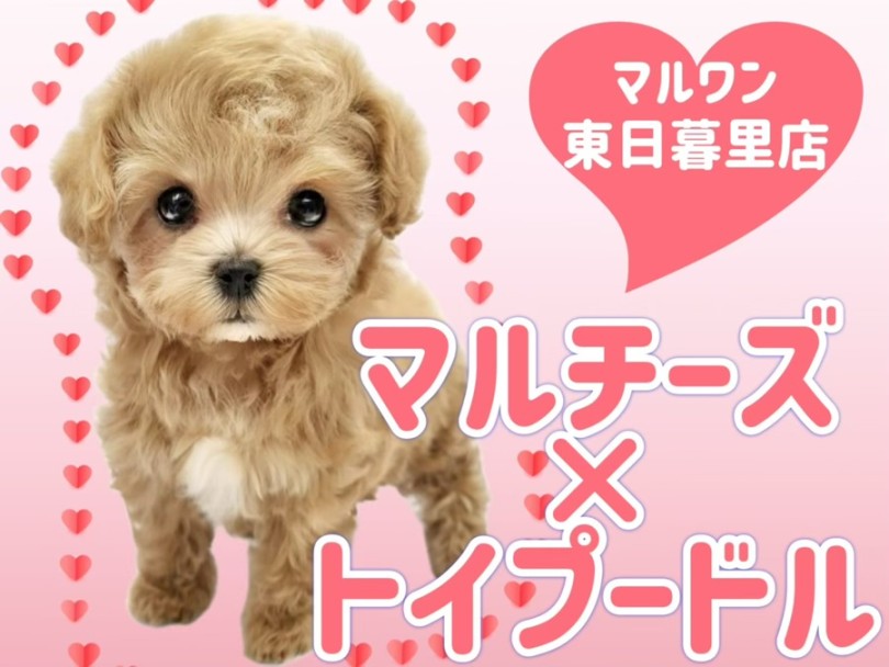 【 MIX 】大人気マルプーのセンターアイドルがやってきた！