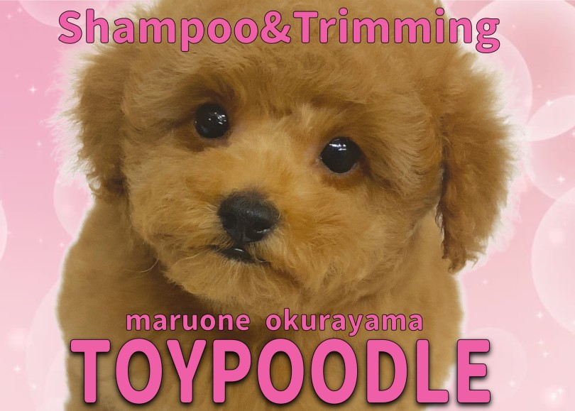 【 トイ・プードル 】シャンプー＆トリミングで更に可愛くなった！リアルくまちゃん