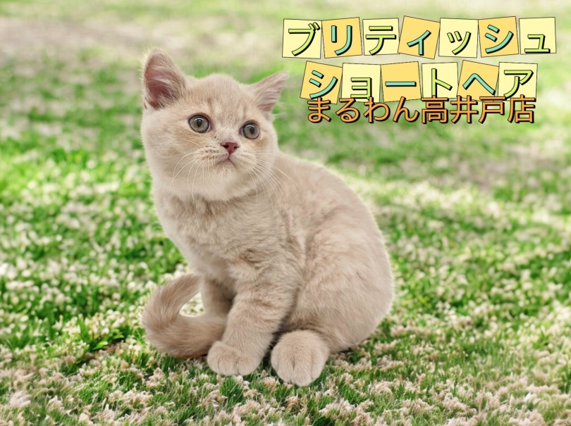 【 ブリティッシュショートヘア 】おおらかな性格で飼いやすい猫が登場