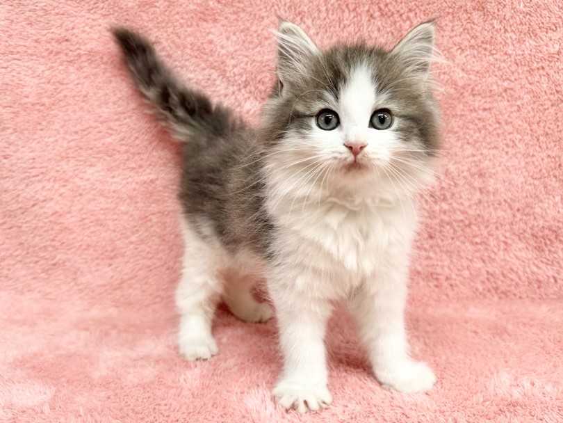 パーフェクトすぎるお顔がチャーミング！ | ノルウェージャンフォレストキャット （06-344） - 横浜 大倉山店