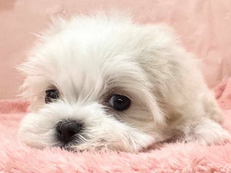 大倉山店にてお待ちしております♡ | マルチーズ （06&minus;340） - 横浜 大倉山店