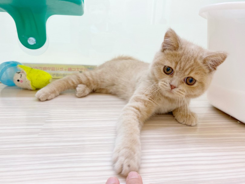 | ブリティッシュショートヘア (17-289) - 高井戸店