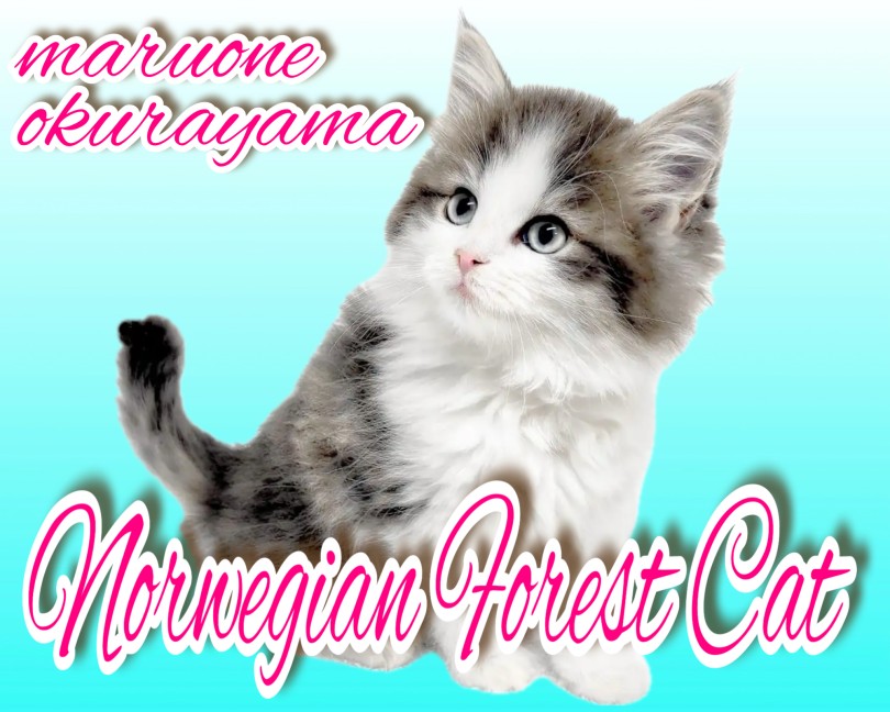 【 ノルウェージャンフォレストキャット 】可愛いだけじゃない！美しい森の妖精降臨