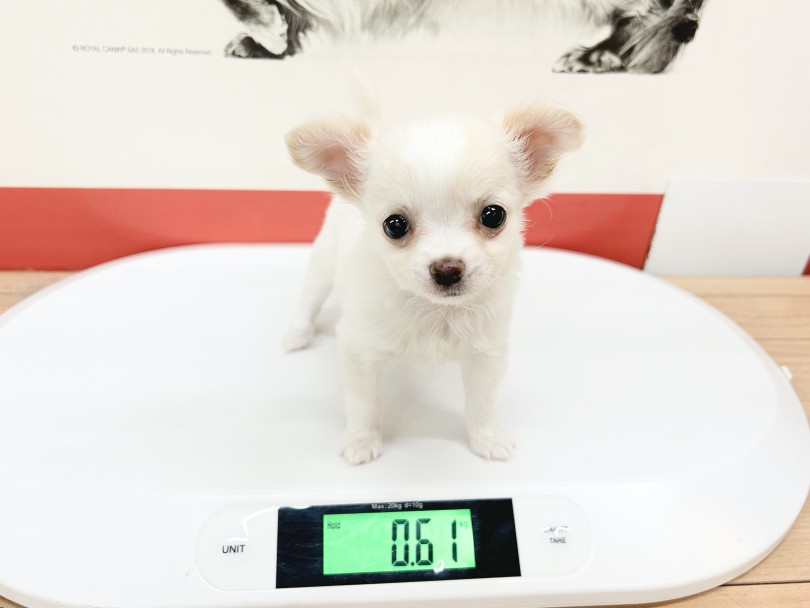 生後67日、1/28時点での現在の体重は610g | チワワ （18-667） - 横浜 元町店