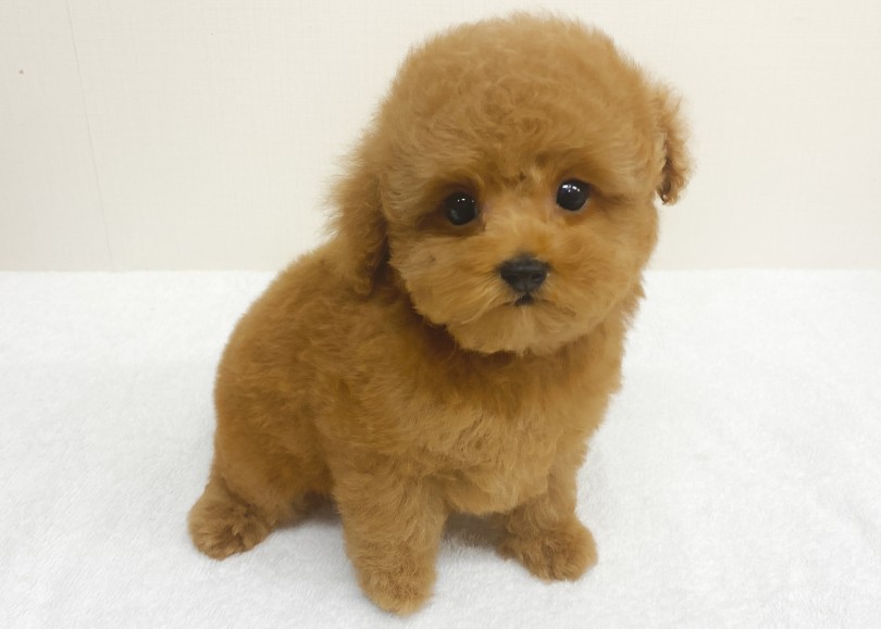 可愛くカットしてもらってさっぱりしたよね♪ | トイ・プードル （06-342） - 横浜 大倉山店