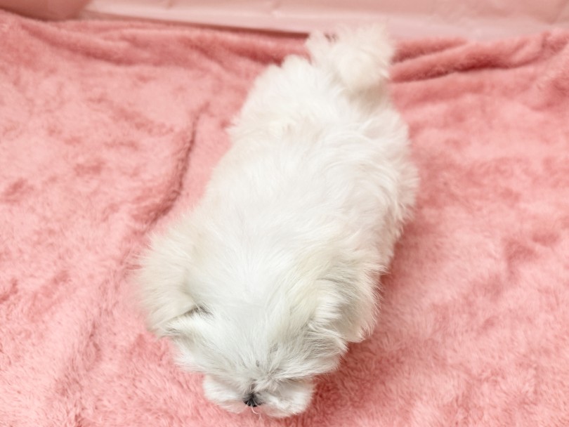 お耳のクリームカラーがアクセント！ | マルチーズ （06&minus;340） - 横浜 大倉山店