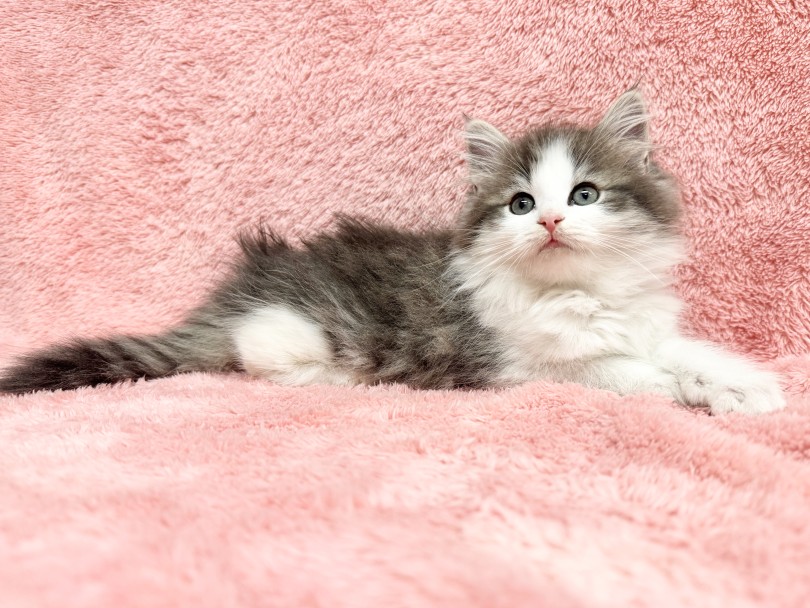 本当に可愛いく、美しいです！ | ノルウェージャンフォレストキャット （06-344） - 横浜 大倉山店