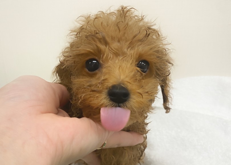 ブラッシングは毎朝のルーティンだから慣れっこ | トイ・プードル （06-342） - 横浜 大倉山店