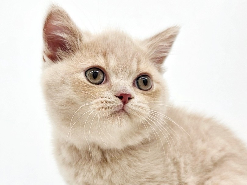 | ブリティッシュショートヘア (17-289) - 高井戸店