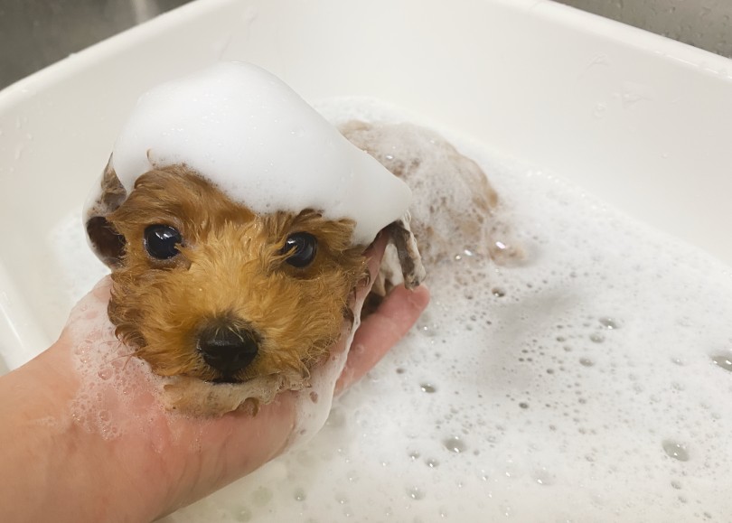 温度は37℃くらいがベスト！ | トイ・プードル （06-342） - 横浜 大倉山店
