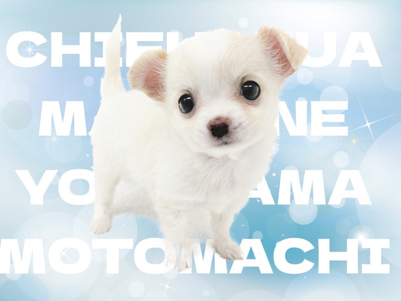 【 チワワ 】透明感溢れるぴゅあホワイトなちーちゃんが横浜元町店に登場！
