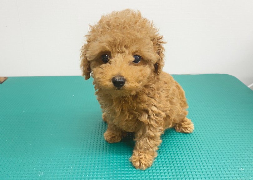 シャンプーに挑戦したぞ！ | トイ・プードル （06-342） - 横浜 大倉山店