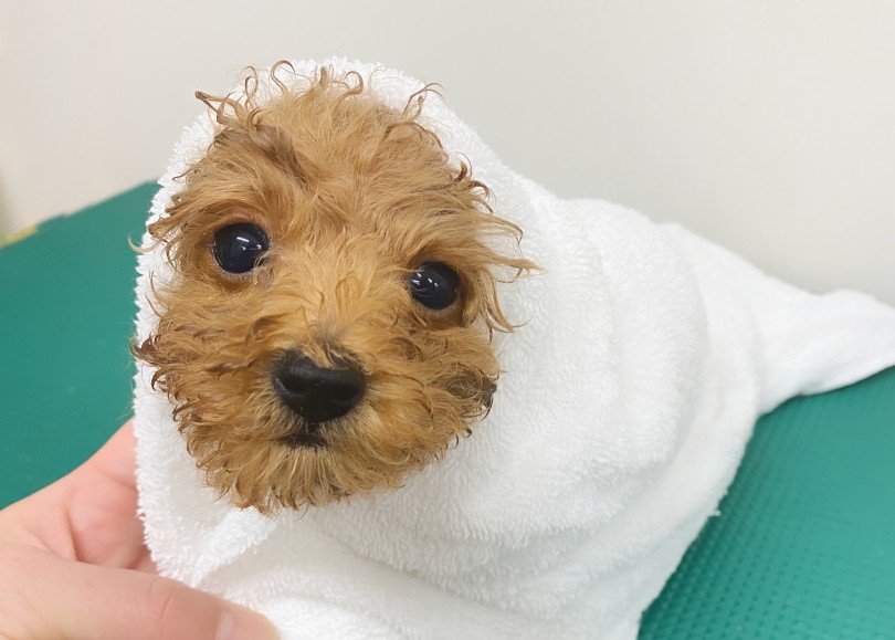 タオルドライをしっかり | トイ・プードル （06-342） - 横浜 大倉山店