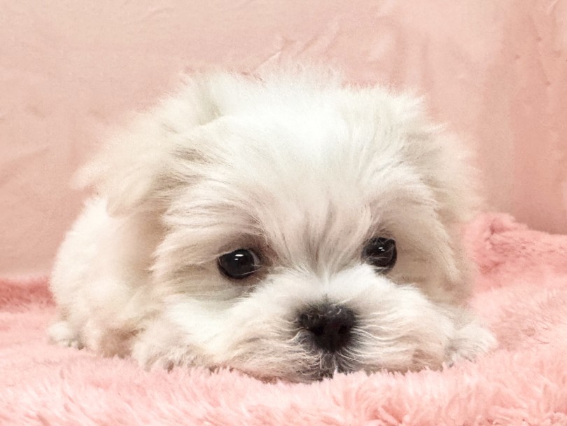 表情が可愛いでしょ♡ | マルチーズ （06&minus;340） - 横浜 大倉山店