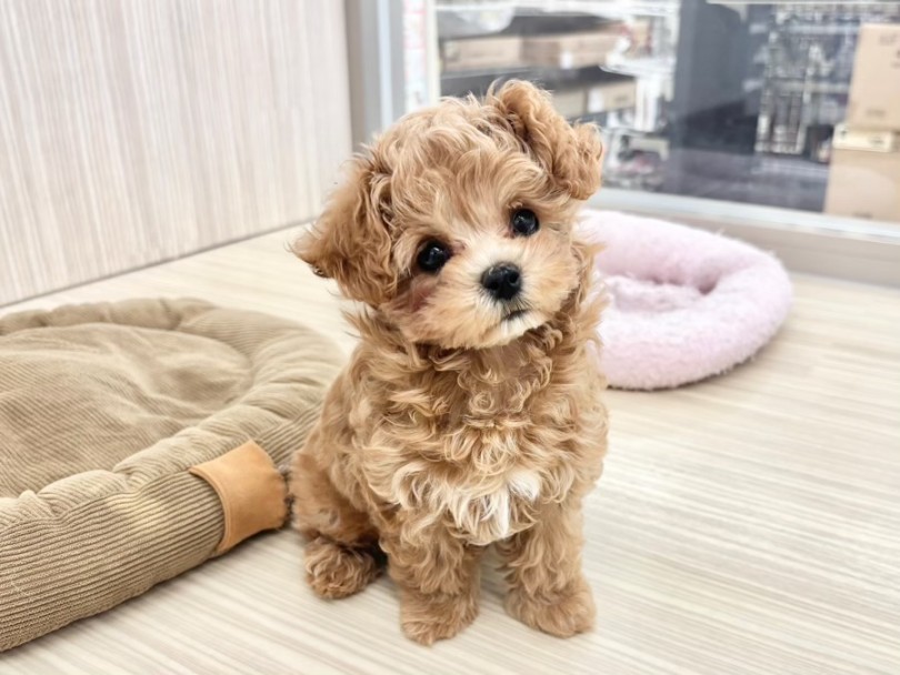 マルプーちゃんとの生活ポイント | MIX犬 （10-187） - 東日暮里店