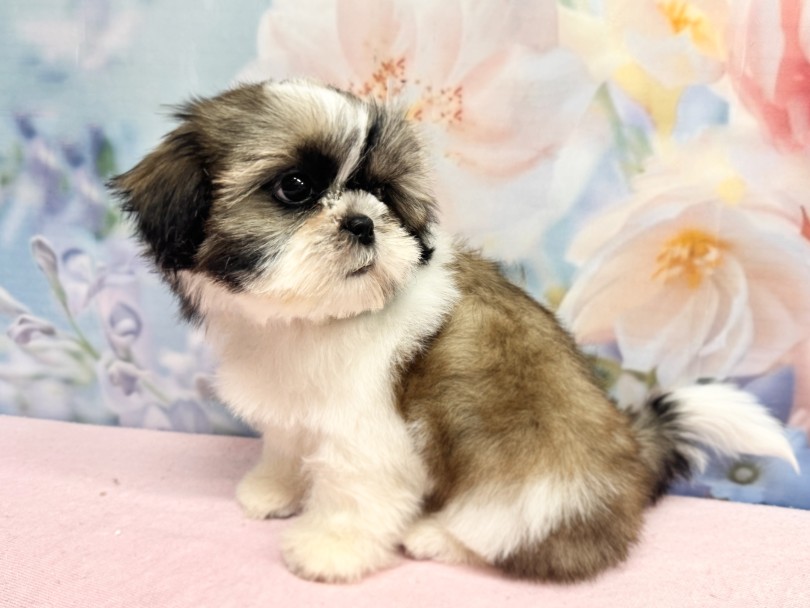 カットしてもらってますます可愛くなっちゃた♡ | シーズー （06-338） - 横浜 大倉山店