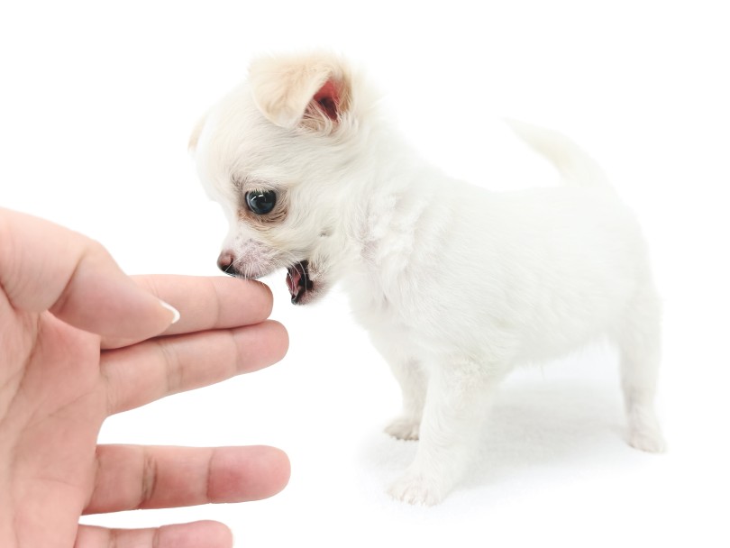 人のそばにいることが好きな優しい性格 | チワワ （18-667） - 横浜 元町店