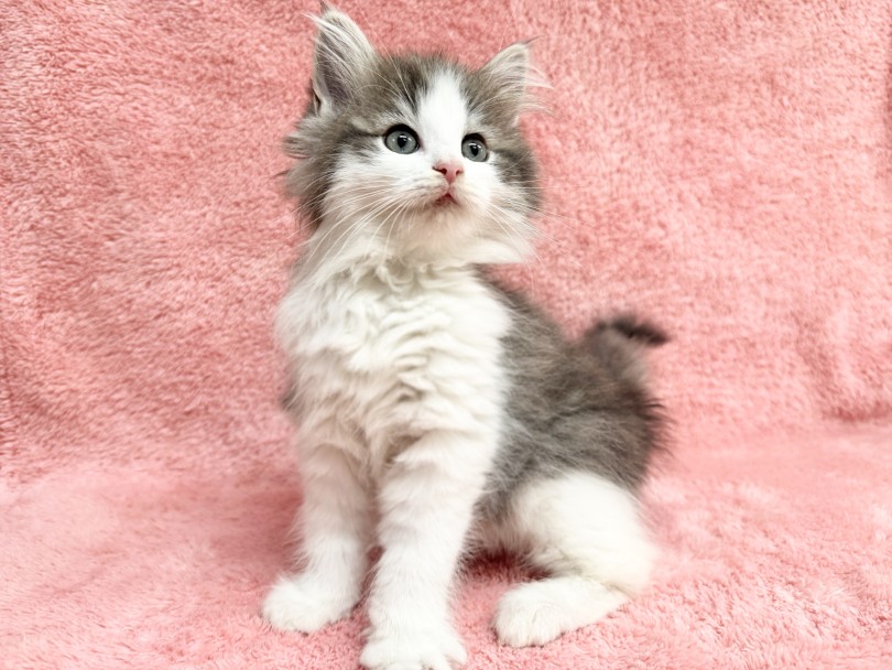 大型ネコちゃんならではの魅力を感じてみてね！ | ノルウェージャンフォレストキャット （06-344） - 横浜 大倉山店