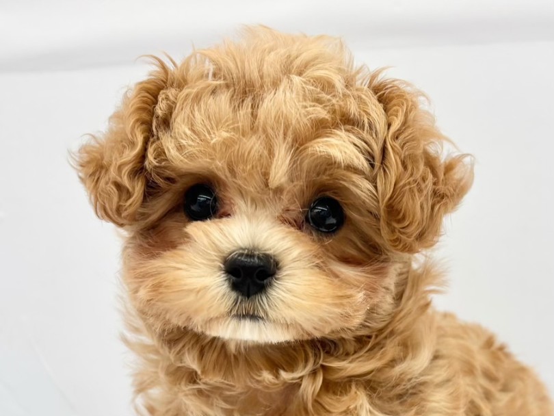 お顔の可愛さセンターアイドル級！ | MIX犬 （10-187） - 東日暮里店